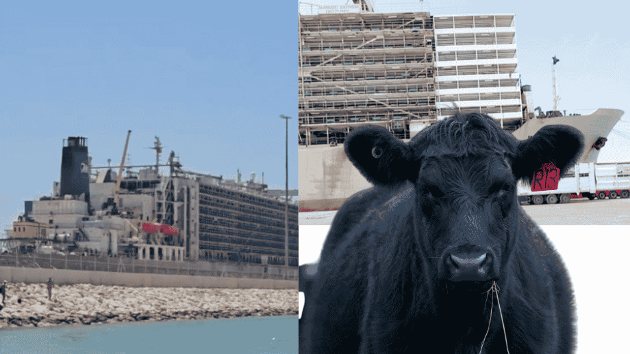 Mersin'deki Angus Kokusu Şimdi'de Silifkelilerin Başına Bela