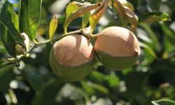 Aşırı Sıcaklar Mersin’de Limonu Vurdu: “100 Yılın Afeti”