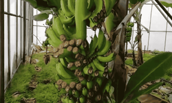 Bozyazı’da Üç Serada Yarım Ton Muz Çalındı: Üreticiler Tepkili