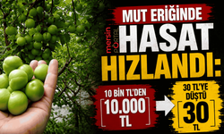 Mut Eriğinde Hasat Hızlandı: 10 Bin TL’den 30 TL’ye Düştü