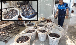 Vay Vicdansızlar Vay! 200 Kilo Bozuk Midye'yi Halka Yedireceklerdi.