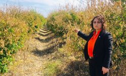 Çukurova narenciyesinde alarm: “Üretici hem üretirken hem satarken kaybediyor”
