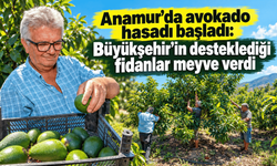 Mersin Büyükşehir'in hibe ettiği avokado fidanlarında ilk hasat alındı.