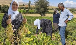 Tufanbeyli’de hasat başladı! Beyaz kuru fasulye tarladan sofraya uzanıyor