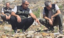 Silifke’de yangın izleri siliniyor: Yanan ormanlar yeniden yeşerecek