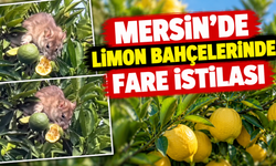 Mersin’de üreticiler bahçelerdeki farelerden şikâyetçi