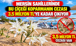 Mersin sahillerinde bu çiçeği koparmanın cezası 3,5 milyon TL’ye kadar çıkıyor
