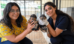 Mersin'de 11 Bin 29 Kedi ve Köpek Sahiplendirildi! Büyükşehir Rakamları Açıkladı
