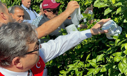 Mersin’de turunçgil zararlılarına karşı faydalı böcekler sahaya bırakıldı