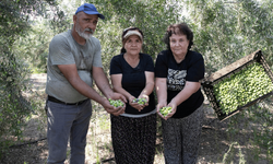 Mersin’de dağıtılan 200 bin zeytin fidanı ürün vermeye başladı