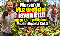 Mersin'de Muz Üreticisi İsyan Etti! Kilosu 7,5 TL'ye Düşünce Muzları Bıçakla Kesti