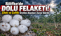 Silifke’de Dolu Felaketi! Çilek ve Çeltik Üretim Alanları Zarar Gördü