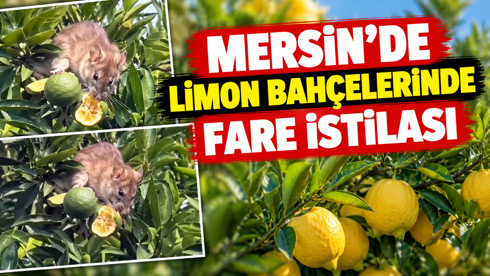 Mersin’de üreticiler bahçelerdeki farelerden şikâyetçi