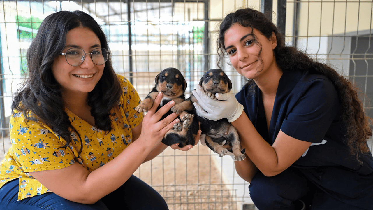 Mersin'de 11 Bin 29 Kedi ve Köpek Sahiplendirildi! Büyükşehir Rakamları Açıkladı